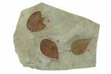 Plate with Three Fossil Leaves (Three Species) - Montana #271057-1